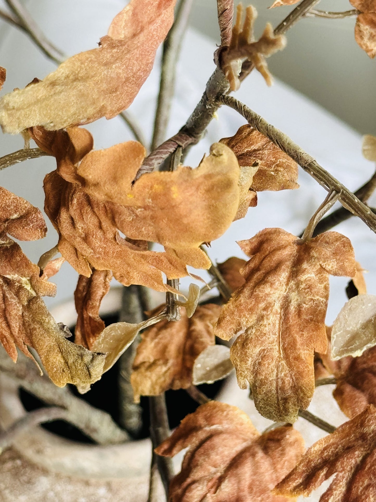 Autumn Everlasting Stem