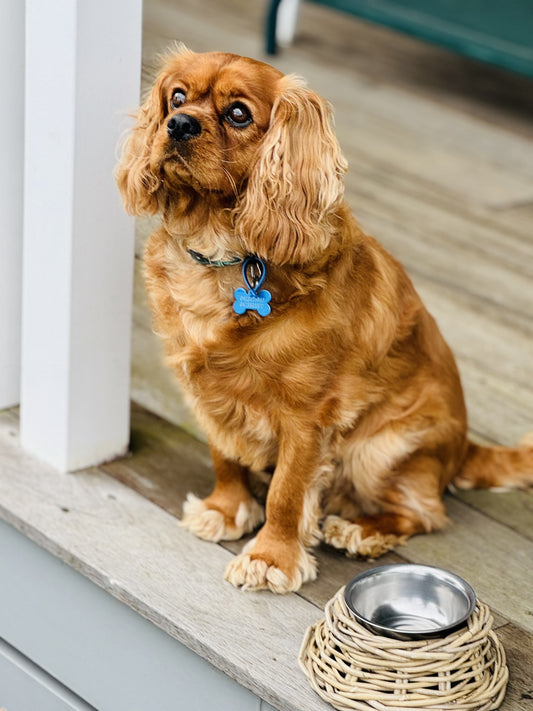 Fido Pet Bowl